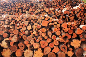 cut-wood-and-logs